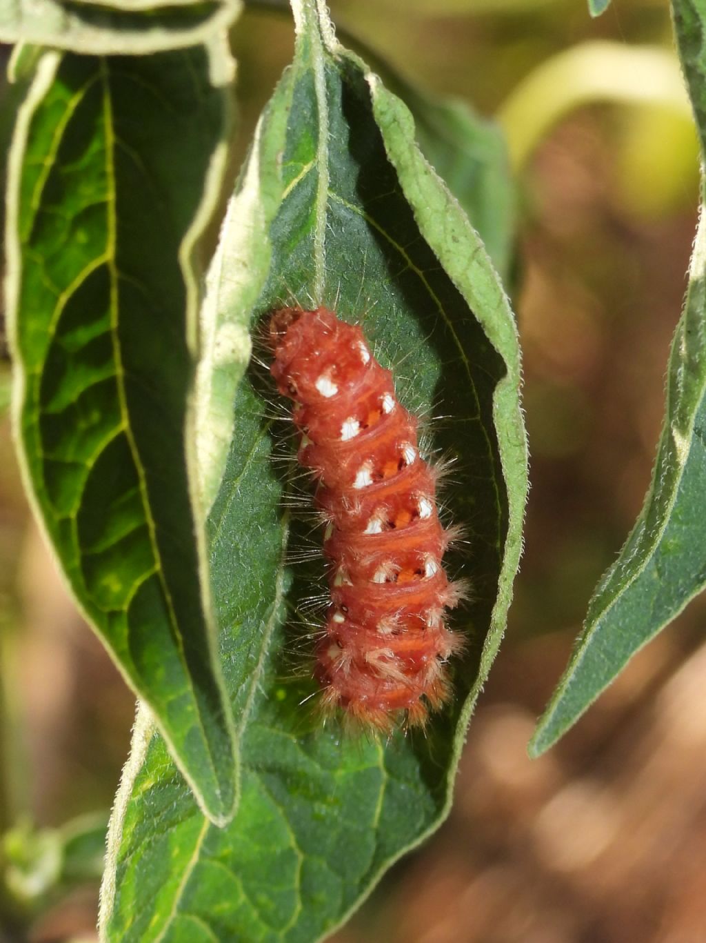 Acronicta rumicis? - S
